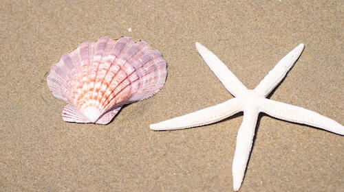 Seashells and starfish on the beach