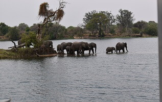 Cruise on Zambezi river in Zimbabwe