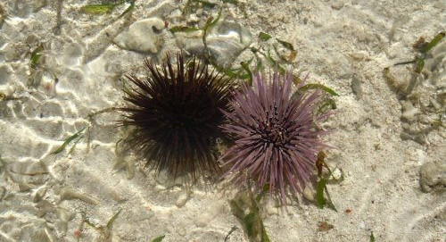Sea Urchins in Zanzibar
