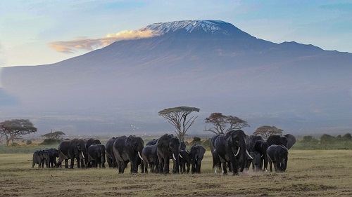 Amboseli National Park, view of elephants and Kilimanjaro