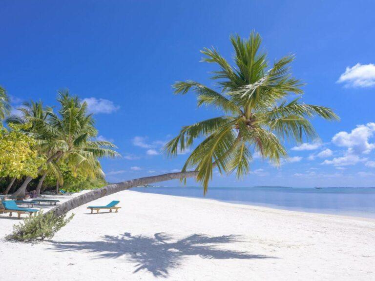 Beach with palm trees in the Maldives