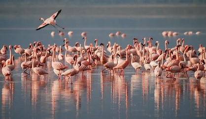 Flamingos, Kenya
