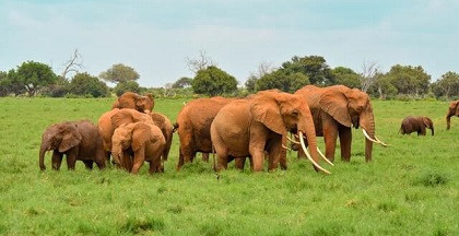 Red elephants in Tsavo East National Park