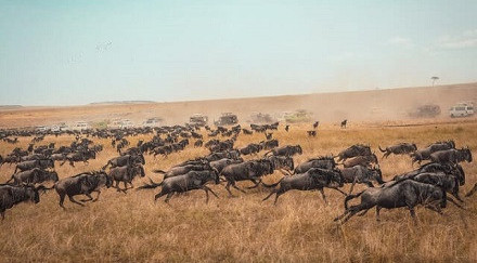 Wildebeest Migration, Maasai Mara
