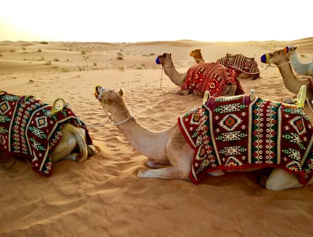Camels in desert, Dubai