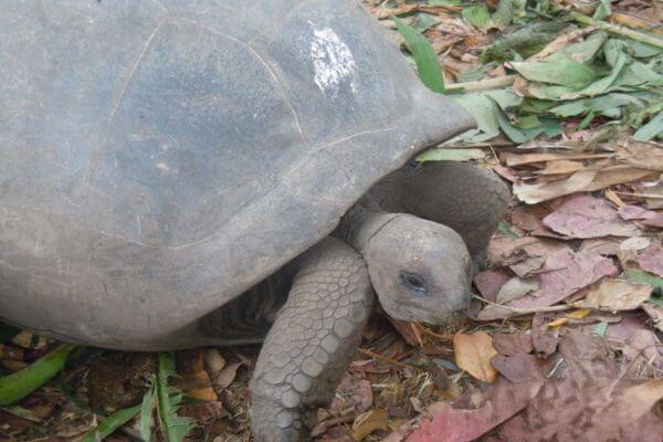 A tortoise in Seychelles
