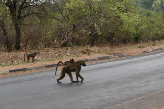 Baboons on the street in Victoria Falls