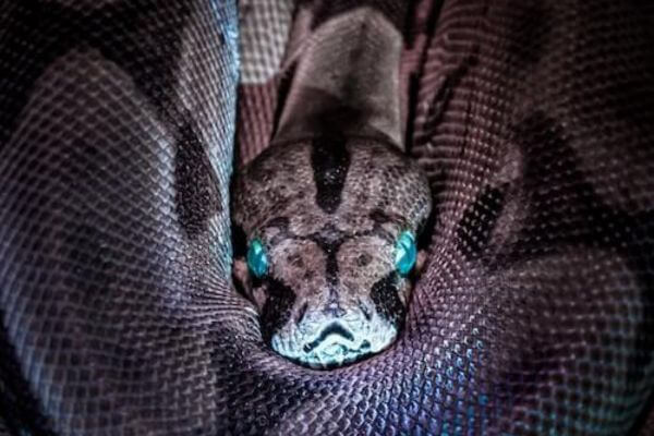 Close-up of a grey snake coiled tightly, with piercing blue eyes reflecting light. Its textured scales create a mysterious and intense atmosphere.