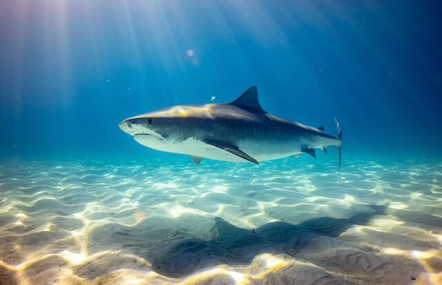 Are there sharks in Egypt: Info & safety tips