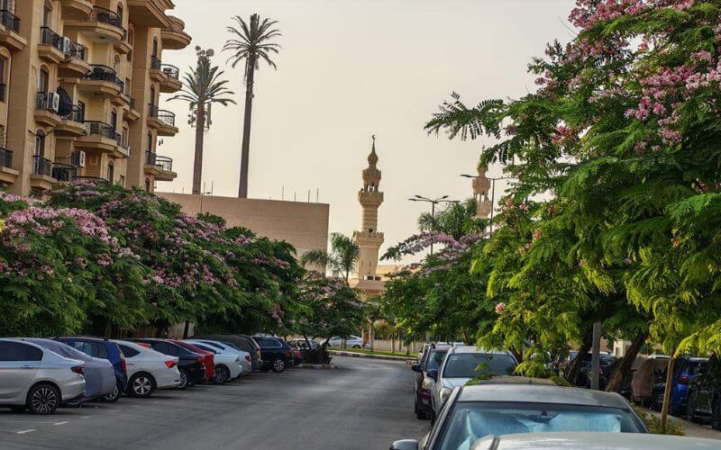 Roads in Cairo, Egypt A street in Cairo, Egypt, lined with flowering trees and parked cars, with a mosque minaret visible in the background.