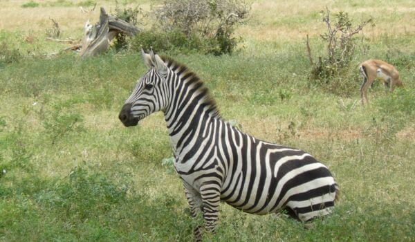 Best Safari Parks And Reserves In Kenya (With Map!)