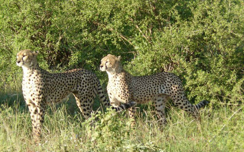 Cheetahs on Kenya Safari Cheetahs on Kenya Safari