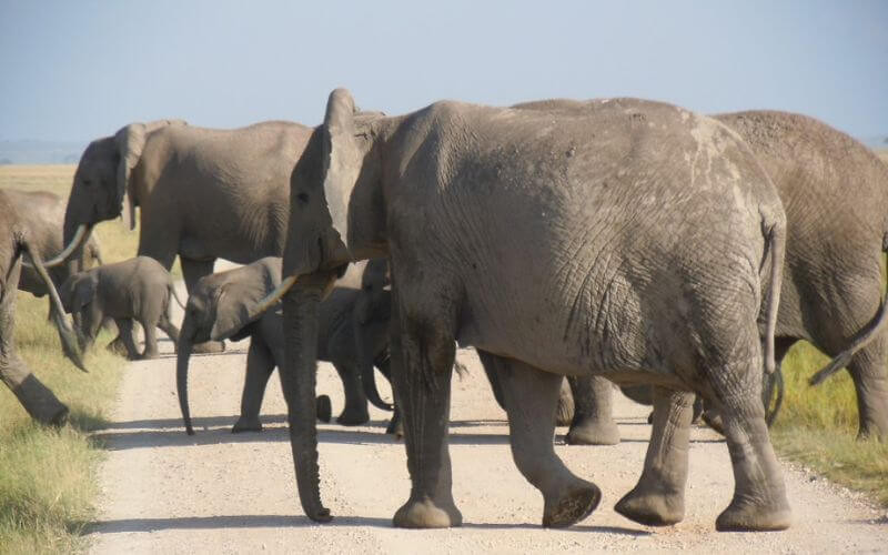 Elephants crossing the road on Kenya Safari Elephants crossing the road on Kenya Safari