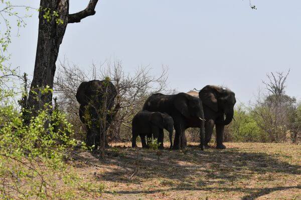 Elephants during safari in Zambezi National Park, Zimbabwe