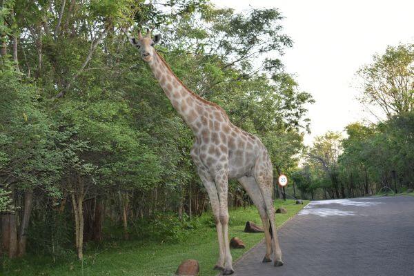 A giraffe on the road in Victoria Falls, Zambia