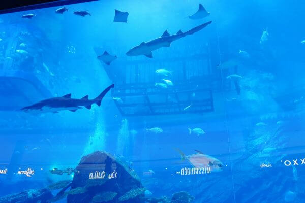 Dubai Aquarium inside Dubai Mall