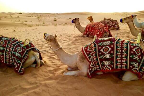 Camels resting on golden desert sand in Dubai, each covered with colorful patterned blankets and waiting for riders. The calm desert landscape stretches into the distance under soft evening light.